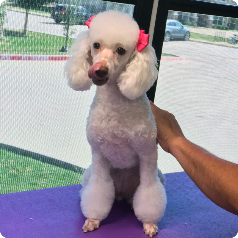 Mobile Dog & Cat Groomer in the Fort Worth, Texas Area