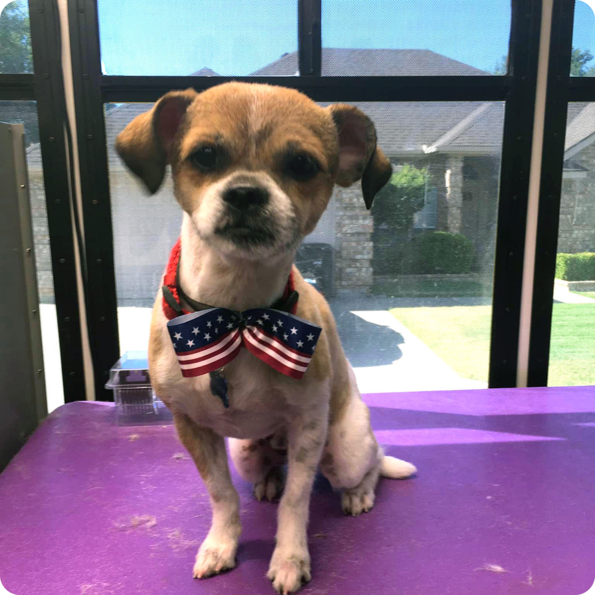 Mobile Dog & Cat Groomer in the Fort Worth, Texas Area