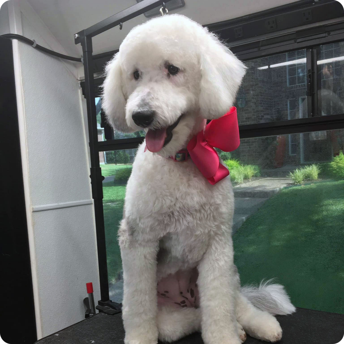 Mobile Dog & Cat Groomer in the Fort Worth, Texas Area